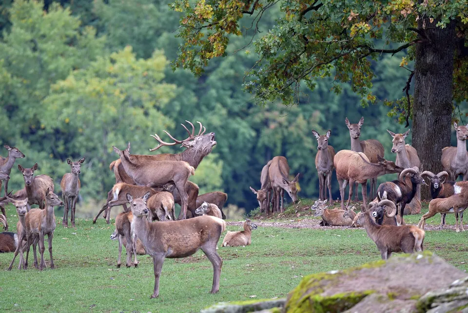 Rotwild im Wild- und Wanderpark Silz